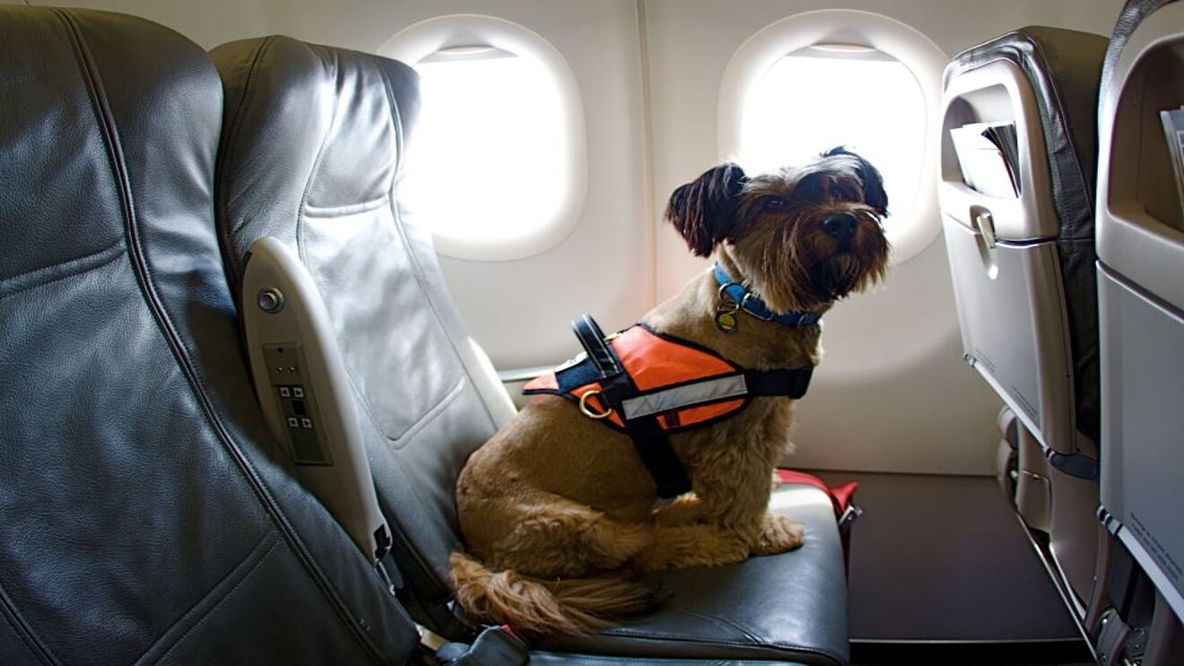 Requisitos para Viajar con Mascotas en Avión